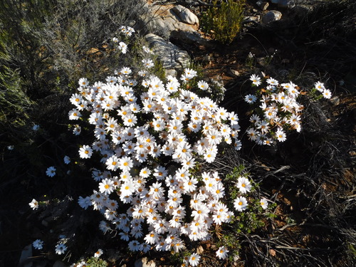 Dimorphotheca cuneata