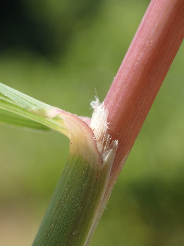 Dinebra retroflexa