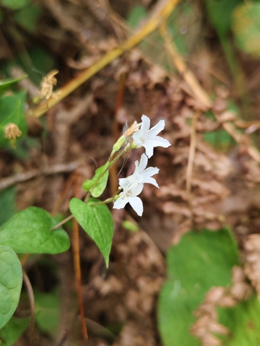 Dinetus racemosus