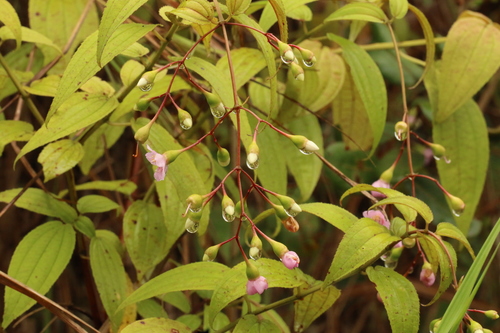 Dinophora spenneroides