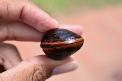 Dioclea reflexa