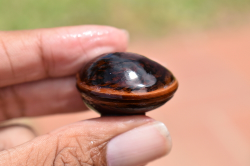 Dioclea reflexa