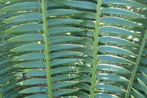 Dioon edule