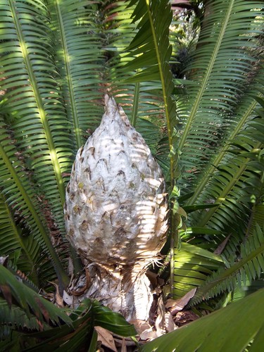 Dioon spinulosum