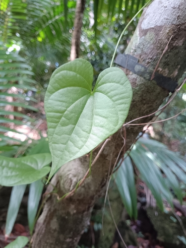 Dioscorea altissima