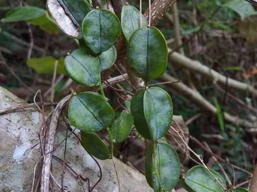 Dioscorea altissima