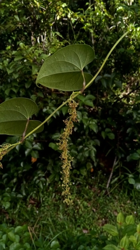 Dioscorea arcuatinervis