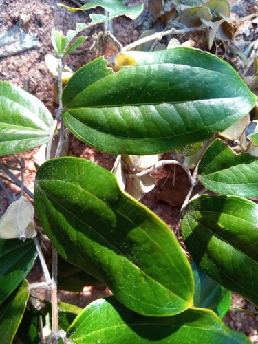 Dioscorea bemandry