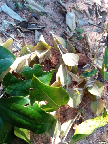 Dioscorea bemandry