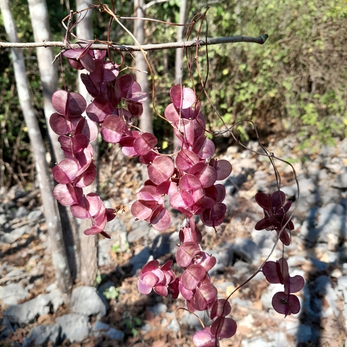 Dioscorea bemarivensis