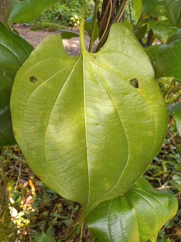 Dioscorea cayenensis
