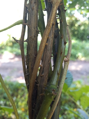 Dioscorea cayenensis