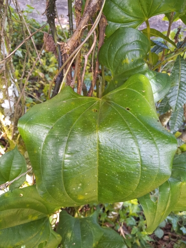 Dioscorea cayenensis