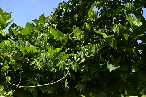 Dioscorea cumingii