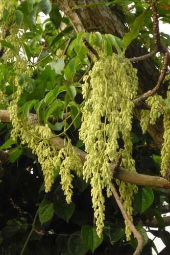Dioscorea cumingii