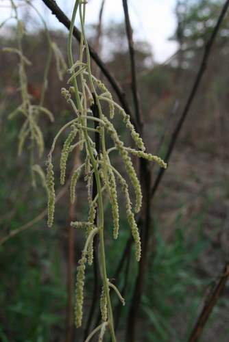 Dioscorea dumetorum