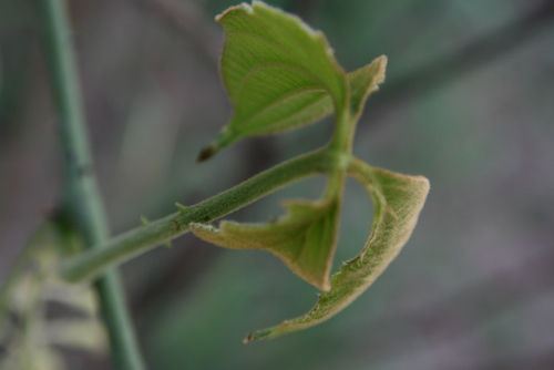Dioscorea dumetorum