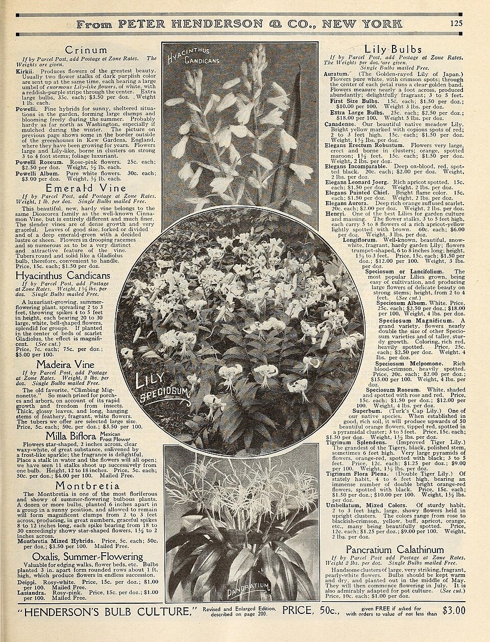Dioscorea elegans