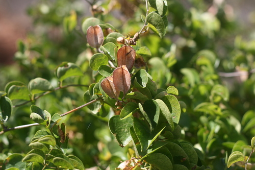 Dioscorea elephantipes