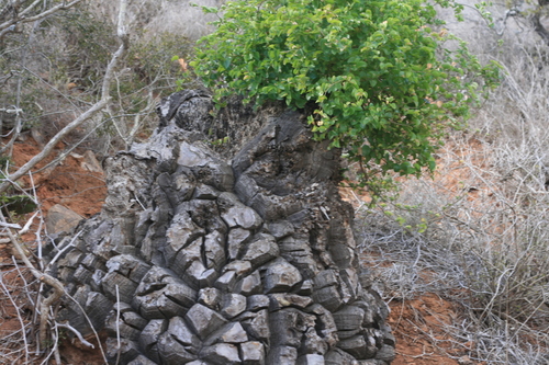 Dioscorea elephantipes