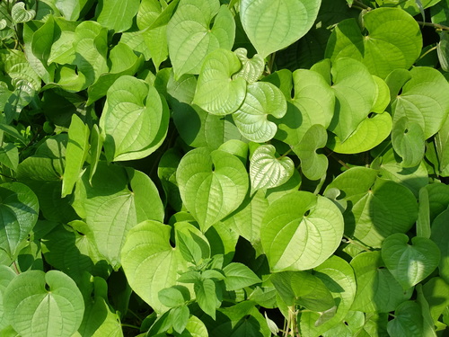 Dioscorea esculenta