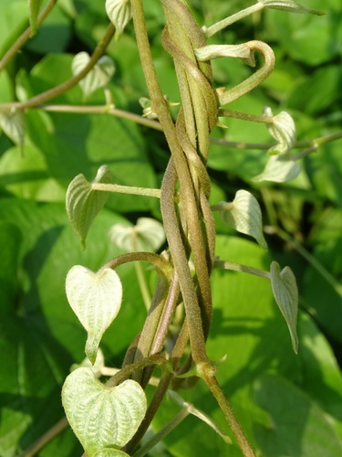 Dioscorea esculenta