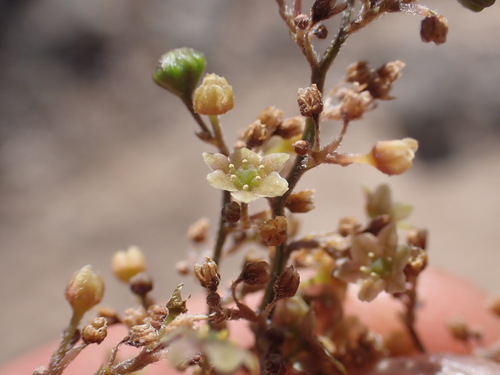 Dioscorea fandra