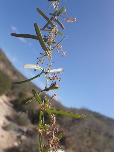Dioscorea fandra