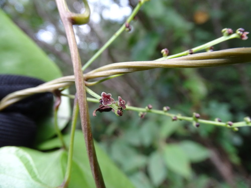 Dioscorea floribunda