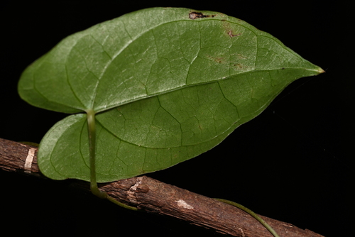 Dioscorea fordii