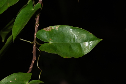 Dioscorea fordii
