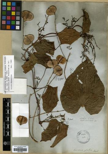 Dioscorea glabra