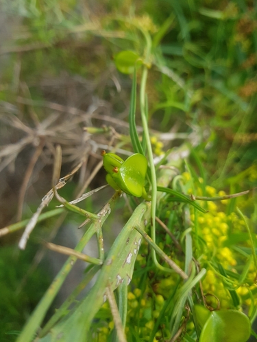 Dioscorea hastifolia