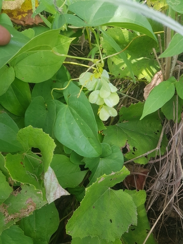 Dioscorea hirtiflora