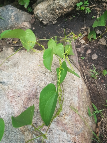 Dioscorea hirtiflora