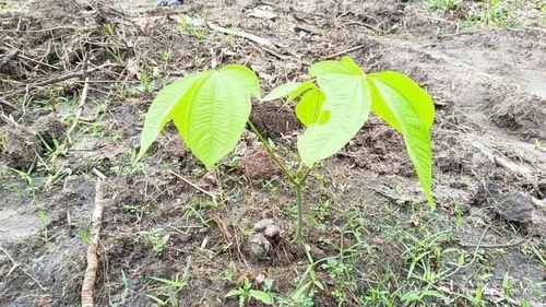 Dioscorea hispida