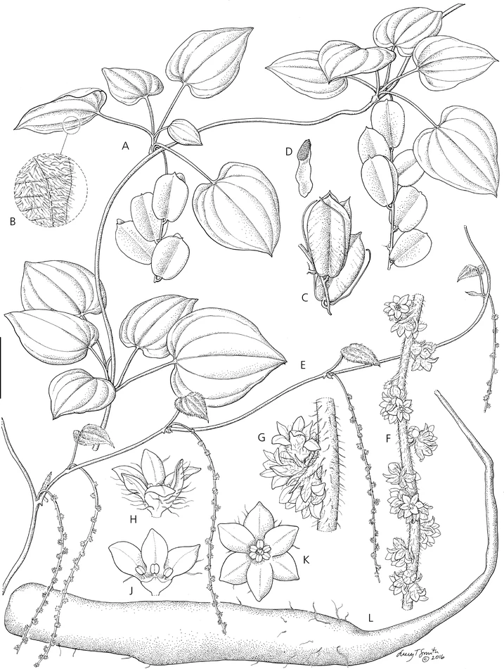 Dioscorea irodensis