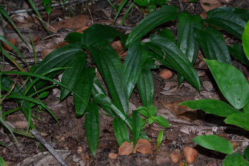 Dioscorea laxiflora