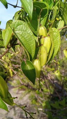 Dioscorea maciba