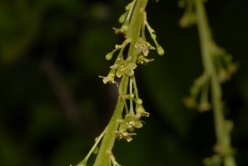 Dioscorea mayottensis
