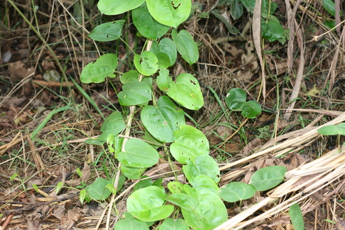 Dioscorea minutiflora