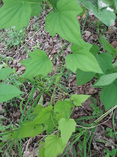 Dioscorea nipponica