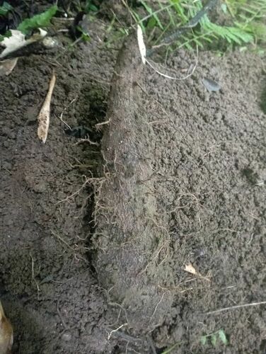 Dioscorea nummularia