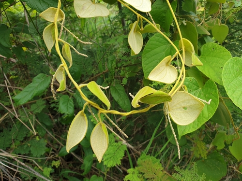 Dioscorea ovinala