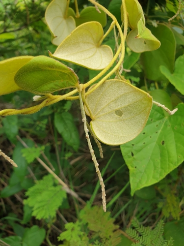 Dioscorea ovinala