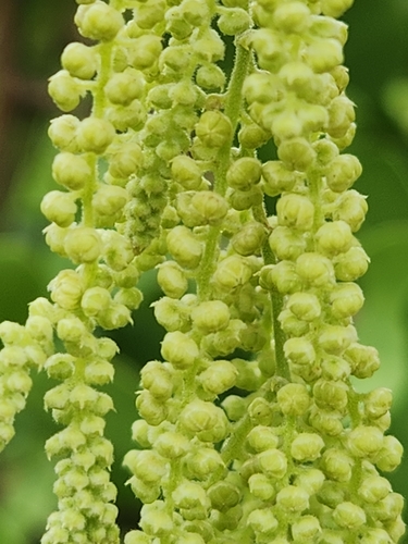Dioscorea pentaphylla