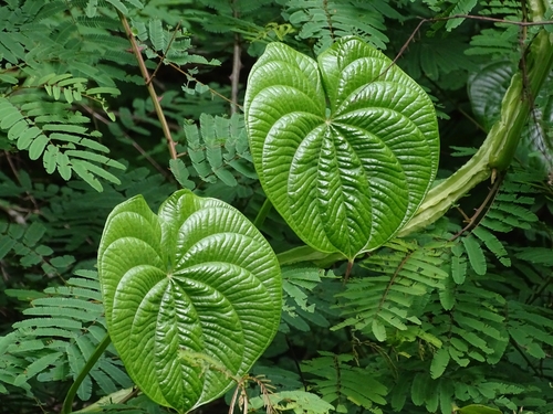 Dioscorea preussii
