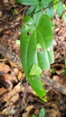 Dioscorea pyrifolia