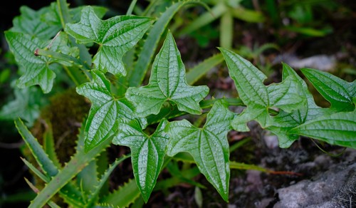 Dioscorea rupicola