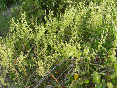 Dioscorea saxatilis
